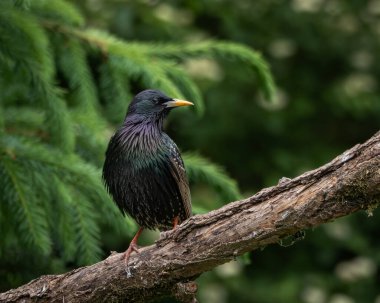 Başı eğik, yeşil, mavi ve mor renkli canlı yanardöner tüyleri olan bir Avrupalı sığırcığın çarpıcı yakın çekimi. Yumuşak yeşil bir arkaplan üzerinde ayarlanır, bu resim her ikisini de yakalar