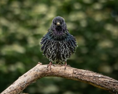 İki sığırcık, bir yetişkin parıltılı tüylü ve kahverengi benekli tüylü bir çocuk, köşegen bir ağaç dalına tünemiş canlı yeşil bir arka plan. Bu kompozisyon