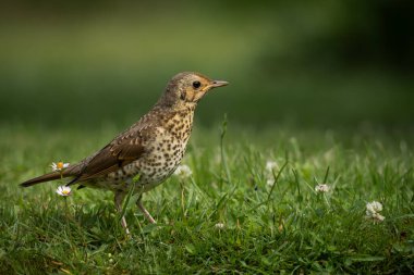 Ardıç kuşu, yumuşak, bulanık yeşil bir arka planla çimenli bir zeminde güvenle yürüyor. Kuşlar belirgin benekli meme ve odaklanmış bakışlar açıkça görülebilir, bu da bunu yapar.