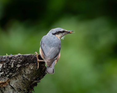 Doğal bir orman ortamında bir ağaç gövdesine baş aşağı tutunan Avrasyalı bir tımarhanenin dinamik vahşi yaşam görüntüsü. Küçük mavi gri ve turuncu kuş karakteristik bir beslenme duruşu içinde yakalanır.