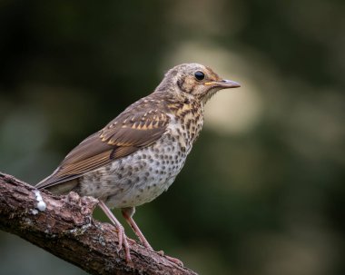 İnce benekli göğüs, yumuşak kahverengi tüyler ve ince bir gaga ve görünür bir bakış gösteren bir ardıç kuşunun vahşi yaşam portresi. Genç Avrupalı kuş keskin detaylarla yakalanır.