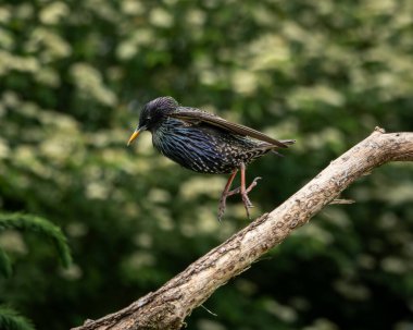İki sığırcık, bir yetişkin parıltılı tüylü ve kahverengi benekli tüylü bir çocuk, köşegen bir ağaç dalına tünemiş canlı yeşil bir arka plan. Bu kompozisyon