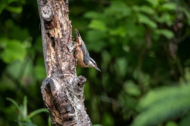 Doğal bir orman ortamında bir ağaç gövdesine baş aşağı tutunan Avrasyalı bir tımarhanenin dinamik vahşi yaşam görüntüsü. Küçük mavi gri ve turuncu kuş karakteristik bir beslenme duruşu içinde yakalanır.