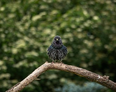 İki sığırcık, bir yetişkin parıltılı tüylü ve kahverengi benekli tüylü bir çocuk, köşegen bir ağaç dalına tünemiş canlı yeşil bir arka plan. Bu kompozisyon