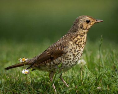 Ardıç kuşu, yumuşak, bulanık yeşil bir arka planla çimenli bir zeminde güvenle yürüyor. Kuşlar belirgin benekli meme ve odaklanmış bakışlar açıkça görülebilir, bu da bunu yapar.