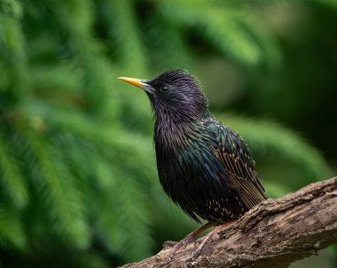 Başı eğik, yeşil, mavi ve mor renkli canlı yanardöner tüyleri olan bir Avrupalı sığırcığın çarpıcı yakın çekimi. Yumuşak yeşil bir arkaplan üzerinde ayarlanır, bu resim her ikisini de yakalar