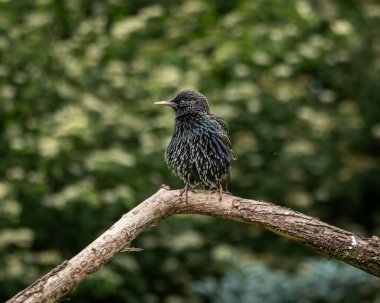 İki sığırcık, bir yetişkin parıltılı tüylü ve kahverengi benekli tüylü bir çocuk, köşegen bir ağaç dalına tünemiş canlı yeşil bir arka plan. Bu kompozisyon
