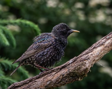 İki sığırcık, bir yetişkin parıltılı tüylü ve kahverengi benekli tüylü bir çocuk, köşegen bir ağaç dalına tünemiş canlı yeşil bir arka plan. Bu kompozisyon