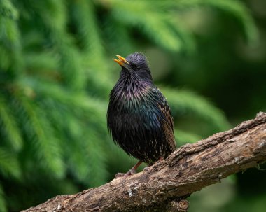 Başı eğik, yeşil, mavi ve mor renkli canlı yanardöner tüyleri olan bir Avrupalı sığırcığın çarpıcı yakın çekimi. Yumuşak yeşil bir arkaplan üzerinde ayarlanır, bu resim her ikisini de yakalar