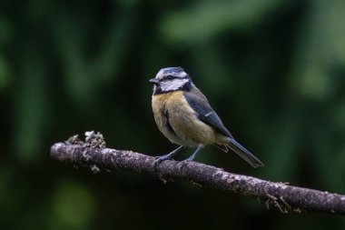 Wildlife photograph of a blue tit resting on a slender branch in a natural woodland setting. The small colorful songbird with blue grey wings, yellow chest and distinctive facial markings is captured