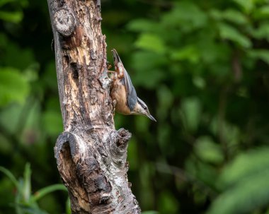 Doğal bir orman ortamında bir ağaç gövdesine baş aşağı tutunan Avrasyalı bir tımarhanenin dinamik vahşi yaşam görüntüsü. Küçük mavi gri ve turuncu kuş karakteristik bir beslenme duruşu içinde yakalanır.