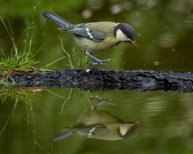 Beautiful close-up of a great tit standing on a mossy log at the edge of a still pond, with its full reflection mirrored in the calm water below. Captured in a lush natural setting with vibrant green