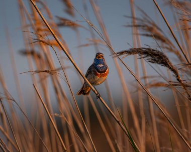 Gün batımında şarkının ortasında çekilen uzun bir sazlığa tünemiş mavi bir erkek boğaz görüntüsü. Altın ışık otların sıcak tonlarını yükseltir ve kuşun canlı mavi ve turuncu rengini vurgular.