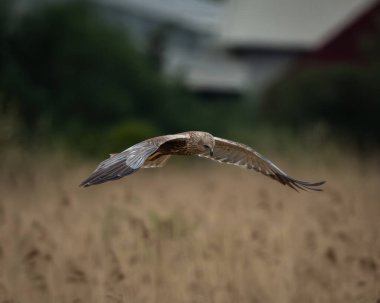 Ağaçların tepelerinde kanatları açık bir şekilde süzülen bir bataklık taşıyıcısının arka görüntüsü bulanık yeşil orman arka planına karşı doğal ışık altında yakalanır. Kuş odaklı uçuş duruşu bir duygu ekler