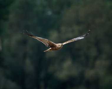 Ağaçların tepelerinde kanatları açık bir şekilde süzülen bir bataklık taşıyıcısının arka görüntüsü bulanık yeşil orman arka planına karşı doğal ışık altında yakalanır. Kuş odaklı uçuş duruşu bir duygu ekler