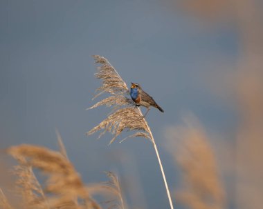 Gün batımında şarkının ortasında çekilen uzun bir sazlığa tünemiş mavi bir erkek boğaz görüntüsü. Altın ışık otların sıcak tonlarını yükseltir ve kuşun canlı mavi ve turuncu rengini vurgular.