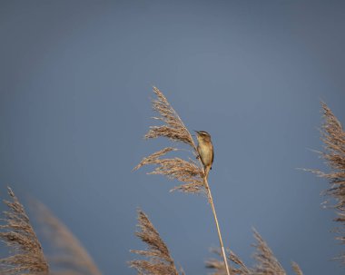 Uzun kamışların üzerine tünemiş bir çalı bülbülünün dikey yakın çekimi, ılık altın saat ışığında şarkının ortasında kaydedildi. Yumuşak arka plan ve canlı ışıklandırma kuşların dışavurumsal duruşunu ve doğallığını vurgular.