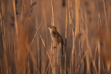 Uzun kamışların üzerine tünemiş bir çalı bülbülünün dikey yakın çekimi, ılık altın saat ışığında şarkının ortasında kaydedildi. Yumuşak arka plan ve canlı ışıklandırma kuşların dışavurumsal duruşunu ve doğallığını vurgular.