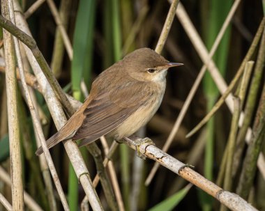 Dikey sapların yoğun ve dokulu arka planıyla çevrili, kuru bir sazlığın üzerinde dinlenen Avrasyalı bir sazlığa yakın çekim. Kuşların dünyevi tonları ve tetikte duruşu bu görüntüyü ideal kılar.