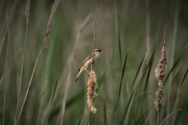 Doğal sulak bir ortamda dikey bir sazlıktan şarkı söyleyen büyük bir sazlığın yüksek kaliteli vahşi yaşam fotoğrafı. Orta büyüklükteki Avrupalı ötücü kuş, gagası açıkken yakalanır.