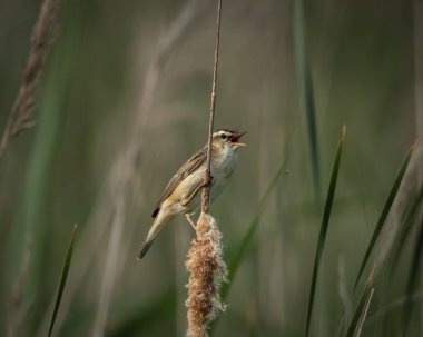Doğal sulak bir ortamda dikey bir sazlıktan şarkı söyleyen büyük bir sazlığın yüksek kaliteli vahşi yaşam fotoğrafı. Orta büyüklükteki Avrupalı ötücü kuş, gagası açıkken yakalanır.