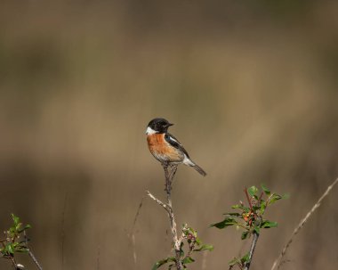 Açık bir alanda, açık kahverengi bir zeminde ince bir dikey sapta dengede duran canlı siyah, turuncu ve beyaz tüylere sahip Avrupalı bir erkek taşkakan. Vahşi ötücü kuşların cazibesini doğal olarak yakalar.