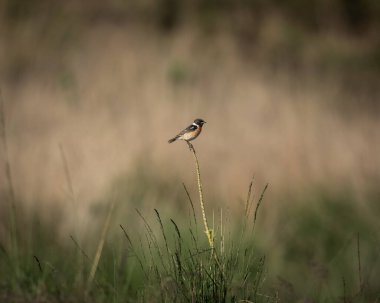 Açık bir alanda, açık kahverengi bir zeminde ince bir dikey sapta dengede duran canlı siyah, turuncu ve beyaz tüylere sahip Avrupalı bir erkek taşkakan. Vahşi ötücü kuşların cazibesini doğal olarak yakalar.