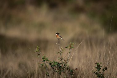Açık bir alanda, açık kahverengi bir zeminde ince bir dikey sapta dengede duran canlı siyah, turuncu ve beyaz tüylere sahip Avrupalı bir erkek taşkakan. Vahşi ötücü kuşların cazibesini doğal olarak yakalar.