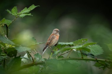 Yumuşak yaz güneşinde yemyeşil ısırgan otu yapraklarının üzerine yayılmış kanatları ile inişin ortasında yakalanan genç keten ağları. Bu ispinoz türü melodik şarkısıyla tanınır ve genellikle açık havada bulunur.