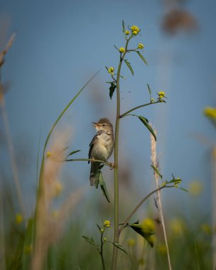 Doğal sulak arazi ortamında dikey bir sazlığa tünemiş bir kamış bülbülünün vahşi yaşam görüntüsünü kapatın. Küçük kahverengi ötücü kuş, ince tüy detayı ve yumuşak doğal ışıkla profilde gösterilir.