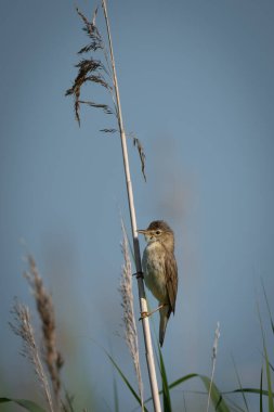 Doğal sulak arazi ortamında dikey bir sazlığa tünemiş bir kamış bülbülünün vahşi yaşam görüntüsünü kapatın. Küçük kahverengi ötücü kuş, ince tüy detayı ve yumuşak doğal ışıkla profilde gösterilir.