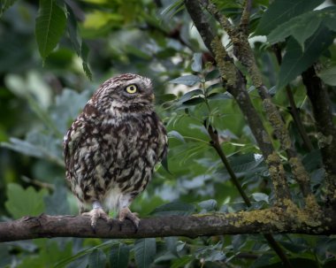 Etrafı yemyeşil yapraklarla çevrili yosunlu bir dalda dinlenen küçük bir baykuşun yanına. Delen sarı gözleri ve benekli kahverengi tüyleriyle bu kuş, karakter ve yoğunluk yayar. İdeal