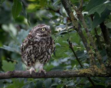 Etrafı yemyeşil yapraklarla çevrili yosunlu bir dalda dinlenen küçük bir baykuşun yanına. Delen sarı gözleri ve benekli kahverengi tüyleriyle bu kuş, karakter ve yoğunluk yayar. İdeal