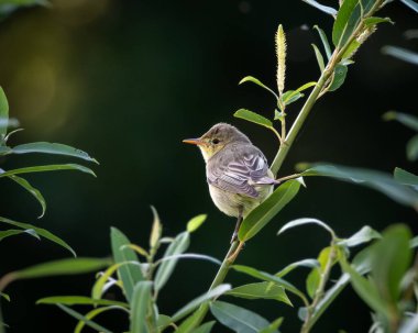 Bir söğüt bülbülünün doğal bir ormanlık ya da sulak arazideki ince yeşil bitki örtüsünün üzerinde dinlenen yüksek kaliteli vahşi yaşam fotoğrafı. Küçük göçmen ötücü kuş yumuşak kahverengi ve zeytinlerle gösterilir.