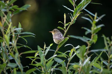 Bir söğüt bülbülünün doğal bir ormanlık ya da sulak arazideki ince yeşil bitki örtüsünün üzerinde dinlenen yüksek kaliteli vahşi yaşam fotoğrafı. Küçük göçmen ötücü kuş yumuşak kahverengi ve zeytinlerle gösterilir.