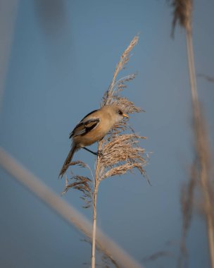 Elegant female bearded tit perched on a vertical reed, surrounded by soft green and beige tones of a natural marsh. With its subtle plumage and agile posture, this specialist wetland songbird reflects