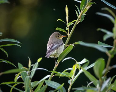 Bir söğüt bülbülünün doğal bir ormanlık ya da sulak arazideki ince yeşil bitki örtüsünün üzerinde dinlenen yüksek kaliteli vahşi yaşam fotoğrafı. Küçük göçmen ötücü kuş yumuşak kahverengi ve zeytinlerle gösterilir.