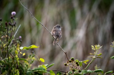 Düşük bitki örtüsü ve arka planda bulanık kamışlarla çevrili ince bir dala tünemiş sıradan bir beyaz boğazın doğal vahşi yaşam fotoğrafı. Küçük Avrupa bülbülü arkadan gösterilir