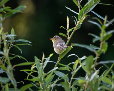 Bir söğüt bülbülünün doğal bir ormanlık ya da sulak arazideki ince yeşil bitki örtüsünün üzerinde dinlenen yüksek kaliteli vahşi yaşam fotoğrafı. Küçük göçmen ötücü kuş yumuşak kahverengi ve zeytinlerle gösterilir.