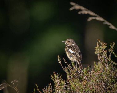 Vahşi kadın Avrupalı taş, karanlık bir orman arka planına sahip sıcak bir akşam ışığında çiçek açan fundanın üzerine tünedi. Toprak renginde tüyleri ve narin duruşu yerli güzelliğin ince detaylarını vurguluyor.