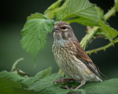 Yumuşak yaz güneşinde yemyeşil ısırgan otu yapraklarının üzerine yayılmış kanatları ile inişin ortasında yakalanan genç keten ağları. Bu ispinoz türü melodik şarkısıyla tanınır ve genellikle açık havada bulunur.