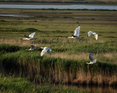 Su yüzeyinin hemen üstünde uçan zarif Avrasya kaşık gagası, kanatları geniş ve arka planda yavaşça bulanıklaşıyor. Bu düz kaşık şeklindeki gagasıyla kendine özgü dalıcı kuş...