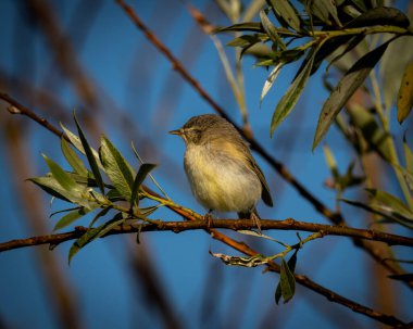 Güneşli bir söğüt dalında açık mavi bir gökyüzüne karşı duran küçük bir şifoniyer. Bu aktif böcek yiyen ötleğen, Avrupa 'nın ilk bahar göçmenlerinden biridir ve kolayca tanınır.