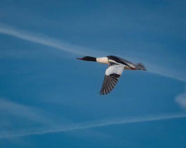 Açık göz teması gösteren bir martı martısının ayrıntılı görüntüsü, desenli tüyler ve kırmızı işaretli ayırt edici sarı bir gaga. Kuş, pürüzsüz bir karanlığa karşı doğal ışıkta fotoğraflanır.