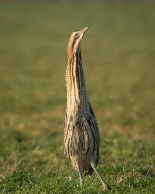Açık göz teması gösteren bir martı martısının ayrıntılı görüntüsü, desenli tüyler ve kırmızı işaretli ayırt edici sarı bir gaga. Kuş, pürüzsüz bir karanlığa karşı doğal ışıkta fotoğraflanır.