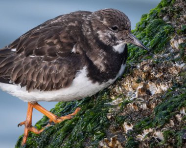 Açık göz teması gösteren bir martı martısının ayrıntılı görüntüsü, desenli tüyler ve kırmızı işaretli ayırt edici sarı bir gaga. Kuş, pürüzsüz bir karanlığa karşı doğal ışıkta fotoğraflanır.