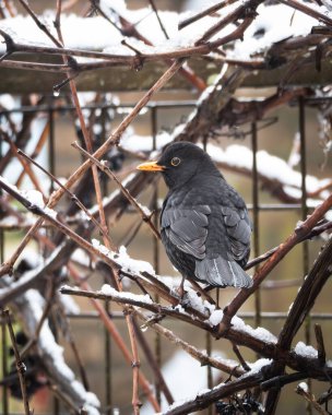 Taze karla kaplı ahşap bir çitte dinlenen turuncu gagalı bir karatavuğa yaklaş. Yumuşak arka plan yapraklı doğal kış manzarası açık havada huzurlu bir atmosfer yaratır. Temalar için mükemmel