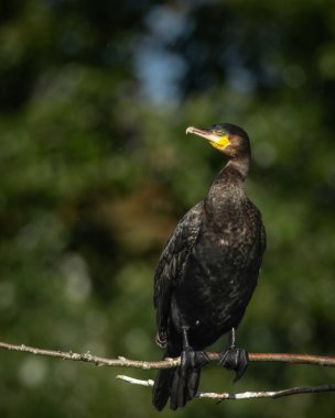 Sakin bir gölün üzerindeki tahta direklere tünemiş bir grup büyük karabatak. Bir kuş kanatlarını kurak tüylere açıyor ve klasik bir vahşi yaşam davranış sahnesi yaratıyor. Doğal su kuşu yaşam alanı