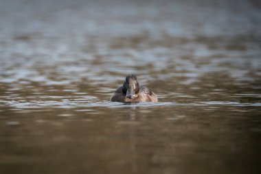 Yumuşak doğal yansımalarla sakin suda yüzen dişi ördeğin ayrıntılı yaban hayatı. Koyu kahverengi tüyler ve çarpıcı sarı gözler açıkça görülebiliyor.