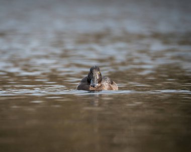 Yumuşak doğal yansımalarla sakin suda yüzen dişi ördeğin ayrıntılı yaban hayatı. Koyu kahverengi tüyler ve çarpıcı sarı gözler açıkça görülebiliyor.